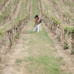 a couple in a vineyard kissing